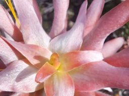 Mimetes splendidus stem-tip from above when flowering